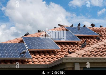 Sonnenkollektoren auf dem Dach eines Hauses, bedeckt mit Taubenkot und Tauben Stockfoto