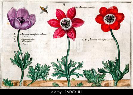 Blumenzeichnung aus dem 17. Jahrhundert, Anemone Stockfoto
