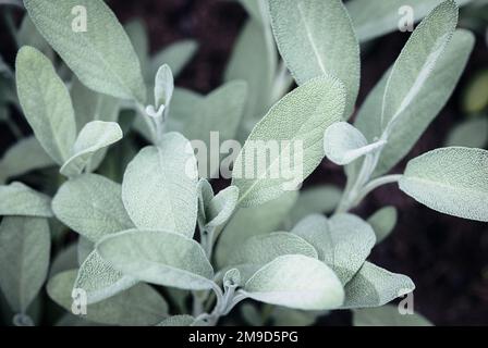 Spanische Weide wächst im Frühlingsgarten, Salvia lavandulifolia Pflanzen schließen Stockfoto