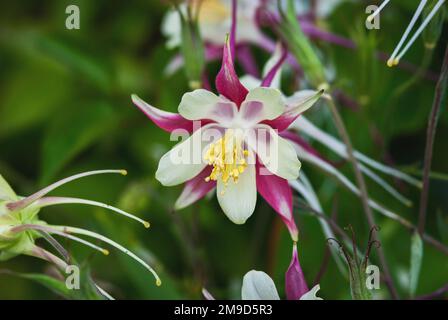 European Columbine, Aquilegia Vulgaris, weiße rote Blumen im Frühlingsgarten Stockfoto