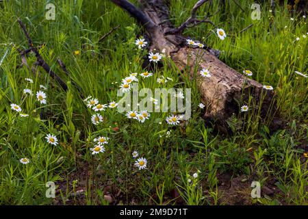 Ochsenaugen-Gänseblümchen im Norden von Wisconsin. Stockfoto