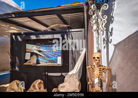 Ein Skelett von Menschen und Delfinen ist im Museo de la Ballena, La Paz, Baja California, Mexiko ausgestellt Stockfoto