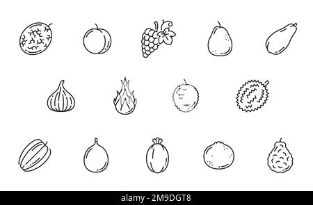 Liniensymbole für rohe Früchte. Melonen, Aprikosen oder Pfirsiche, Trauben, Guaven oder Birnen, Papayas, piktogramm mit Umrissen für feigen und Pitaya-Drachenfrucht, Lychee, Durianfrucht und Bergamottenorange, Grapefruit, Feijoa und Karambolen Stock Vektor