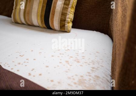 Schimmel unter der Polsterung auf dem alten Sofa. Stockfoto