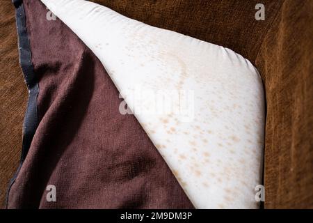 Schimmel unter der Polsterung auf dem alten Sofa. Stockfoto