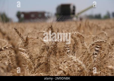 Brot ist Leben! Aus diesem Grund hat USAID ein Pilotprogramm gestartet, das ägyptische Landwirte dabei unterstützen soll, die Verschwendung bei der Weizenproduktion zu reduzieren, wodurch Ägypten ab diesem Jahr Tausende Tonnen Weizen einsparen wird. Durch mehr als 40 Jahre Partnerschaft und mehr als $1,4 Milliarden US-Dollar Unterstützung für den Agrarsektor Ägyptens, die USA Die Regierung steht solidarisch mit dem ägyptischen Volk. Stockfoto