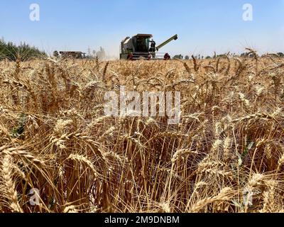 Brot ist Leben! Aus diesem Grund hat USAID ein Pilotprogramm gestartet, das ägyptische Landwirte dabei unterstützen soll, die Verschwendung bei der Weizenproduktion zu reduzieren, wodurch Ägypten ab diesem Jahr Tausende Tonnen Weizen einsparen wird. Durch mehr als 40 Jahre Partnerschaft und mehr als $1,4 Milliarden US-Dollar Unterstützung für den Agrarsektor Ägyptens, die USA Die Regierung steht solidarisch mit dem ägyptischen Volk. Stockfoto