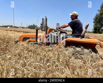 Brot ist Leben! Aus diesem Grund hat USAID ein Pilotprogramm gestartet, das ägyptische Landwirte dabei unterstützen soll, die Verschwendung bei der Weizenproduktion zu reduzieren, wodurch Ägypten ab diesem Jahr Tausende Tonnen Weizen einsparen wird. Durch mehr als 40 Jahre Partnerschaft und mehr als $1,4 Milliarden US-Dollar Unterstützung für den Agrarsektor Ägyptens, die USA Die Regierung steht solidarisch mit dem ägyptischen Volk. Stockfoto