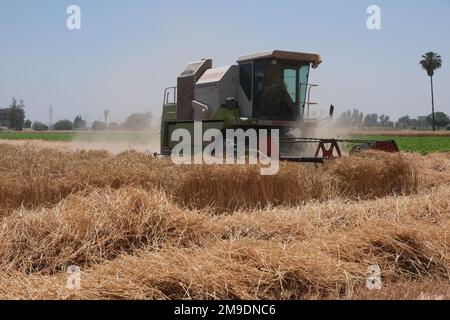 Brot ist Leben! Aus diesem Grund hat USAID ein Pilotprogramm gestartet, das ägyptische Landwirte dabei unterstützen soll, die Verschwendung bei der Weizenproduktion zu reduzieren, wodurch Ägypten ab diesem Jahr Tausende Tonnen Weizen einsparen wird. Durch mehr als 40 Jahre Partnerschaft und mehr als $1,4 Milliarden US-Dollar Unterstützung für den Agrarsektor Ägyptens, die USA Die Regierung steht solidarisch mit dem ägyptischen Volk. Stockfoto