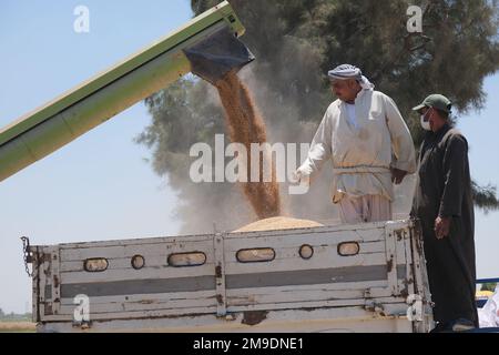 Brot ist Leben! Aus diesem Grund hat USAID ein Pilotprogramm gestartet, das ägyptische Landwirte dabei unterstützen soll, die Verschwendung bei der Weizenproduktion zu reduzieren, wodurch Ägypten ab diesem Jahr Tausende Tonnen Weizen einsparen wird. Durch mehr als 40 Jahre Partnerschaft und mehr als $1,4 Milliarden US-Dollar Unterstützung für den Agrarsektor Ägyptens, die USA Die Regierung steht solidarisch mit dem ägyptischen Volk. Stockfoto