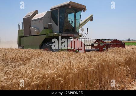 Brot ist Leben! Aus diesem Grund hat USAID ein Pilotprogramm gestartet, das ägyptische Landwirte dabei unterstützen soll, die Verschwendung bei der Weizenproduktion zu reduzieren, wodurch Ägypten ab diesem Jahr Tausende Tonnen Weizen einsparen wird. Durch mehr als 40 Jahre Partnerschaft und mehr als $1,4 Milliarden US-Dollar Unterstützung für den Agrarsektor Ägyptens, die USA Die Regierung steht solidarisch mit dem ägyptischen Volk. Stockfoto