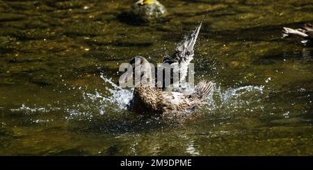 Nahaufnahme einer wilden Stockente, die auf dem Fluss Avon, Großbritannien, schwimmt Stockfoto