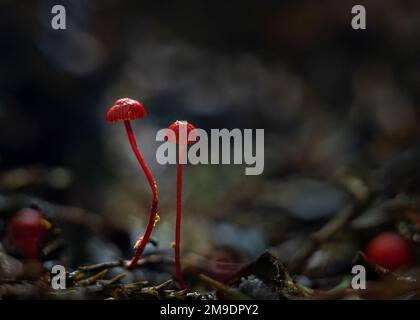 Ruby Bonnet (Cruentomycena viscidocruenta), winzige hellrote Pilze, die im Waldboden in Auckland gefunden wurden. Stockfoto