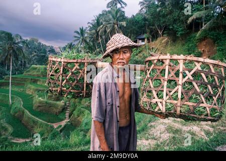 Horizontales Porträt südasiatischer balinesischer Senioren mit traditionellem kegelförmigem Hut auf tegallalang-Reisterrassen. Alter Mann mit krumm Stockfoto