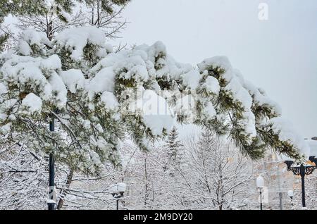 Schneebedeckter Kiefernzweig im Winter-Stadtpark aus nächster Nähe nach starkem Schneefall. Grüne Nadeln unter weichem, weißem Schnee auf verschwommenem urbanem Landschaftsstreifen Stockfoto