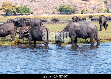 Büffel in einem Wasserloch im Chobe-Nationalpark. Botsuana Stockfoto
