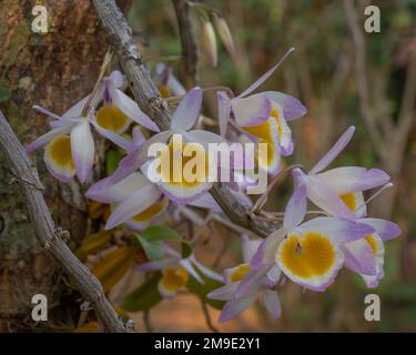 Farbenfrohe gelbviolette und weiße Blüten von Dendrobium kristallinum tropische epiphytische Orchideenarten auf natürlichem Gartenhintergrund Stockfoto