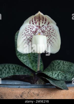 Nahaufnahme der weißen und violetten Blüten von paphiopedilum godefroyae var ang-Tanga, einer wilden Orchideenart aus Thailand, isoliert auf schwarzem Hintergrund Stockfoto