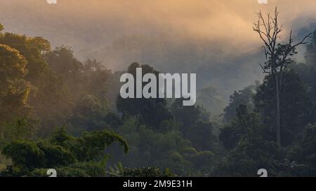 Farbenfrohe und traumhafte Morgenlandschaft mit Nebel und frühem Licht im tropischen Wald, Chiang Dao, Chiang Mai, Thailand Stockfoto
