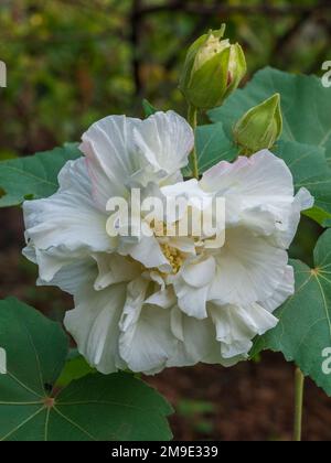 Nahaufnahme der weißen Hibiscus mutabilis, auch bekannt als Konföderierte Rose oder Dixie Rosemallow Blume und Knospen im Garten im Freien vor natürlichem Hintergrund Stockfoto