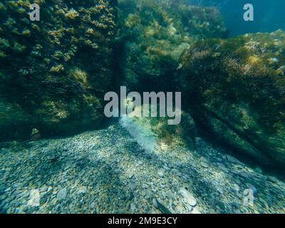 Unterwasserwelt im Meer mit Felsen und Schwämmen auf dem tiefen Grund Stockfoto