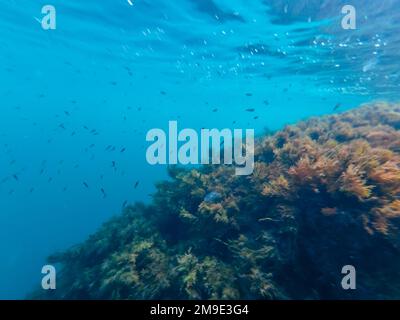 Unterwasser mit Algen und Fische in Tiefsee mit blauem Wasser Stockfoto