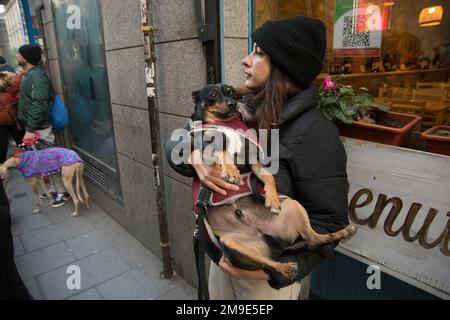 Madrid, Spanien. 17. Januar 2023. Priester in einer Kirche in Madrid segneten Haustiere während eines Festivals, das den Heiligen Antonius, den schutzheiligen der Tiere, feierte. Die am 17. Januar aufgenommenen Aufnahmen zeigen, wie Einheimische ihre Katzen und Hunde zur Feier des Festes von St. Anthony, dem Abt, in die Kirche bringen. (Foto: Alberto Sibaja/Pacific Press) Kredit: Pacific Press Media Production Corp./Alamy Live News Stockfoto