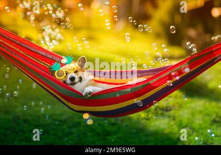 Der süße Corgi-Hund liegt an einem heißen Tag in einer Hängematte in einem sonnigen Sommergarten, umgeben von Seifenblasen Stockfoto