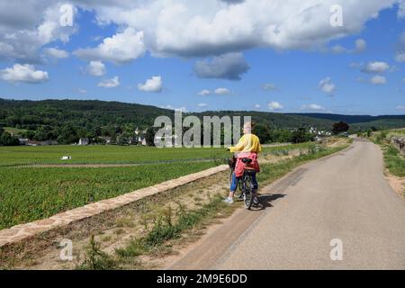 Radfahrer in den Weinbergen der Route des Grands-Crus, Route of Fine Wines, nahe Savigny-les-Beaune, Departement Cote-d'Or, Burgund, Frankreich Stockfoto