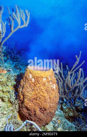 Fass-Schwamm (Xestospongia testudinaria) wirft Eier, Laichen, Pazifischen Ozean, Great Barrier Reef, Cairns, Australien Stockfoto