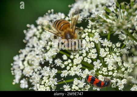 Honigbiene (APIs) mit einem Käfer (Cleridae) auf einem Erdarbeiter (Aegopodium podagraria), Bayern, Deutschland Stockfoto