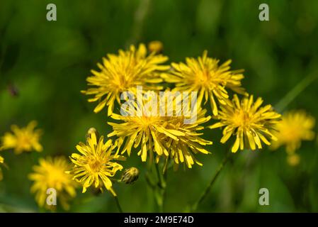 Roher Habichtsbart (Crepis biennis), Bayern, Deutschland Stockfoto