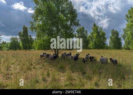 Heidschnucken grast ein Naturschutzgebiet, Schwerin, Mecklenburg-Vorpommern, Deutschland Stockfoto