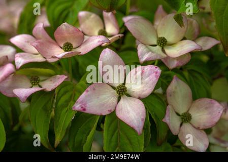 Blüten des japanischen Kousa-Hundeholzes (Cornus kousa), Bayern, Deutschland Stockfoto