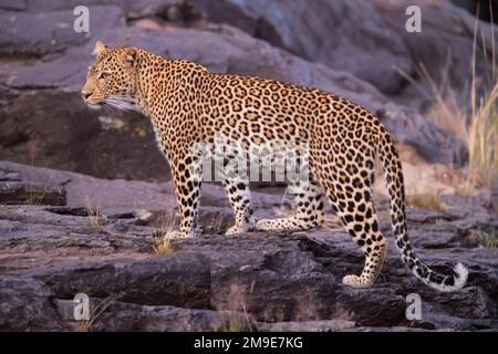 Leopard (Panthera pardus) weiblich, trinkend, Kenia Stockfoto