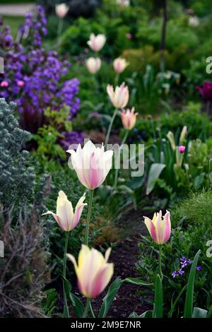 Tulipa Greigii White Fire, Tulip Greigii White Fire, Tulpen, Greigii Tulpe, Zitronengelb mit schmalen weichen Beerenroten Streifen, Frühling im Garten, Blume, Stockfoto