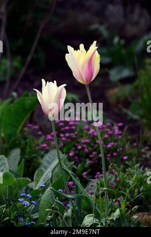 Tulipa Greigii White Fire, Tulip Greigii White Fire, Tulpen, Greigii Tulpe, Zitronengelb mit schmalen weichen Beerenroten Streifen, Frühling im Garten, Blume, Stockfoto