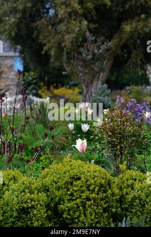 Tulipa Greigii White Fire, Tulip Greigii White Fire, Tulpen, Greigii Tulpe, Zitronengelb mit schmalen weichen Beerenroten Streifen, Frühling im Garten, Blume, Stockfoto