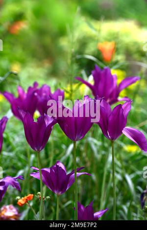 Tulip Yume No Murasaki, Tulipa Purple Traum, Tulip Purple Traum, Lilienblüten Tulpe, violette Blumen, weiße Basis, Blume, Blüte, Frühling, Frühling im Gar Stockfoto