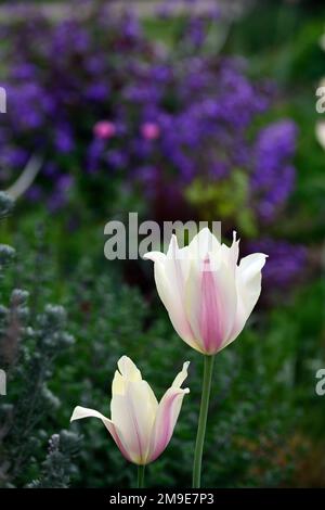 Tulipa Greigii White Fire, Tulip Greigii White Fire, Tulpen, Greigii Tulpe, Zitronengelb mit schmalen weichen Beerenroten Streifen, Frühling im Garten, Blume, Stockfoto