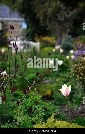 Tulipa Greigii White Fire, Tulip Greigii White Fire, Tulpen, Greigii Tulpe, Zitronengelb mit schmalen weichen Beerenroten Streifen, Frühling im Garten, Blume, Stockfoto