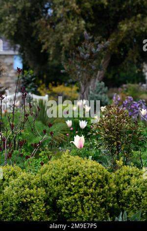 Tulipa Greigii White Fire, Tulip Greigii White Fire, Tulpen, Greigii Tulpe, Zitronengelb mit schmalen weichen Beerenroten Streifen, Frühling im Garten, Blume, Stockfoto