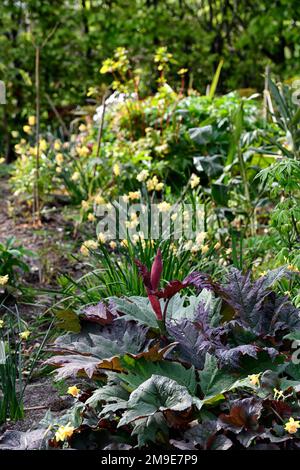 Rheum palmatum var tanguticum, rote Knospe, Frühling, aufstrebend, Knospen, Wachstum, Zierrhabarber, violette Blätter, purpur-Laub, Zwergblume Stockfoto