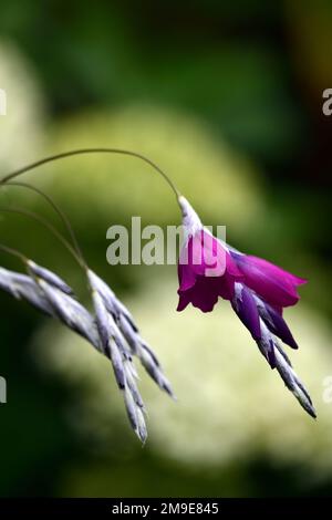 Dierama pulcherrimum Amsel, lila Blumen, lila Blume, Bogen, baumeln, hängen, Glocke geformte Blumen, Engel Angelruten, Garten mehrjährige, RM Flora Stockfoto