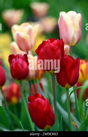 Tulipa Oxford, Tulip Oxford, scharlachrote Darwin Hybrid Tulip, scharlachrote gelbe Basis, scharlachrote gelbe Blüten, Blume, Blüten, Frühlings-Tulpen, RM Floral Stockfoto