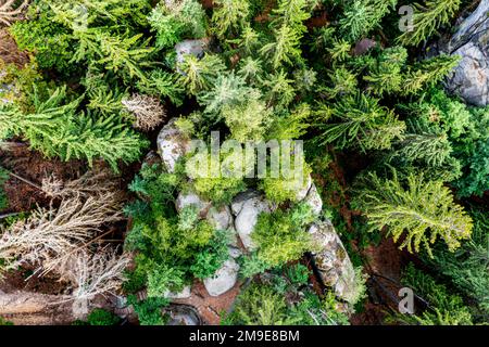 Felsstadt Hruba Skala, Böhmisches Paradies, Tschechische Republik Stockfoto