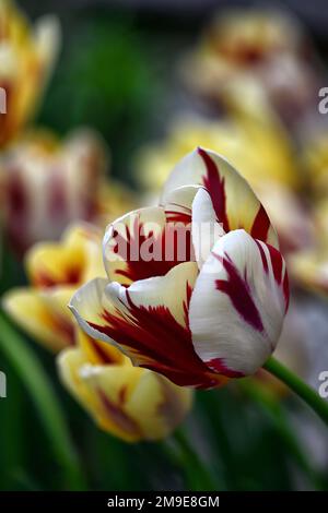 Tulipa Grand Perfection, Tulip Grand Perfection, Triumph Group Tulpe, cremefarbene Blumen mit tiefroten Flammen, cremefarbene und rote Tulpenblumen, RM Floral Stockfoto