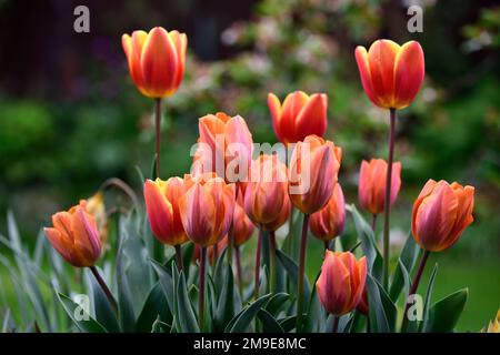 Tulipa Prinzessin Irene, tulip Prinzessin Irene, lila, orange, bicolor, einfache frühe Tulpen, Tulpen, Blume, Blumen, Garten, RM Floral Stockfoto