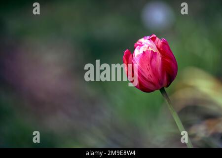 Tulipa rubens,Tulipa rubens rembrandt,Englische Florist Tulpe,gebrochene Tulpe,Tulip Breaking Virus,Flamed Markings,markiert,Virus,Virus,Pflanzenvirus,rosa rot Stockfoto