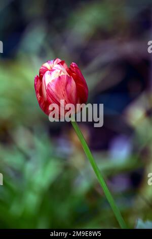 Tulipa rubens,Tulipa rubens rembrandt,Englische Florist Tulpe,gebrochene Tulpe,Tulip Breaking Virus,Flamed Markings,markiert,Virus,Virus,Pflanzenvirus,rosa rot Stockfoto